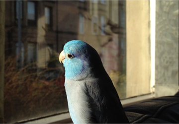 7 Ways to Use Positive Reinforcement in Bird Training